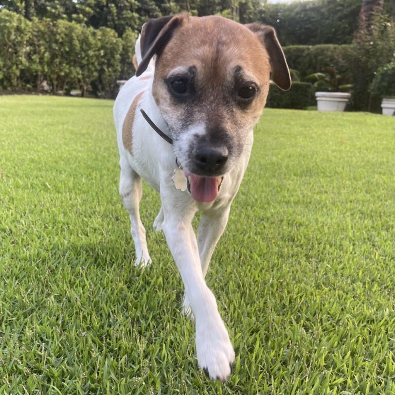 How much Exercise does a dog really need?