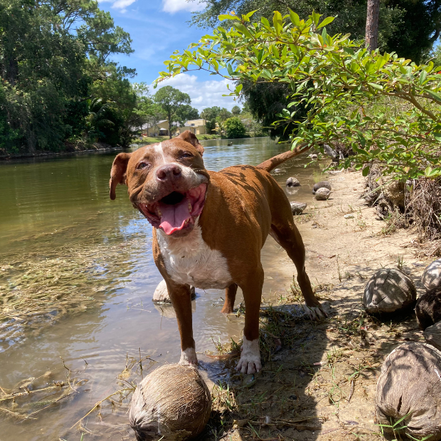 November 2024: Chacho